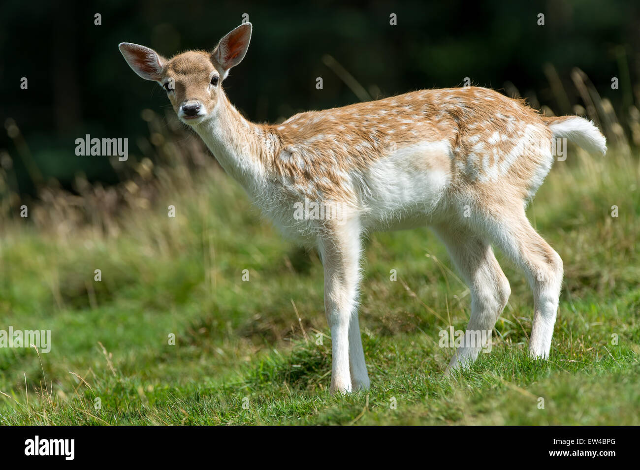 Fallow Deer Fawn (dama dama) Stock Photo