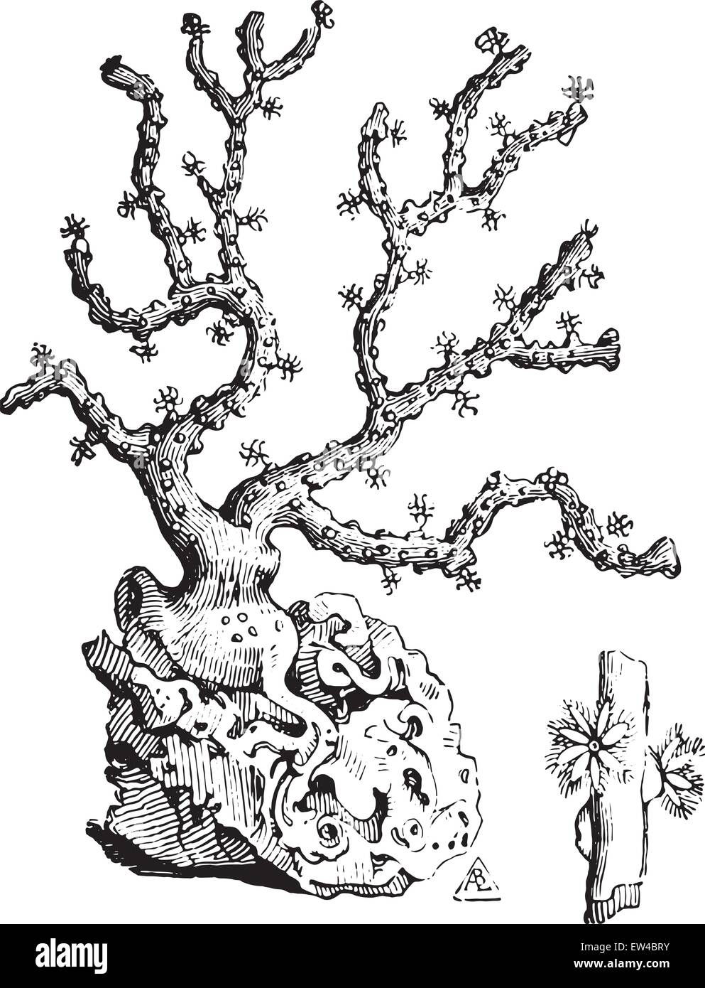 Coral branch, vintage engraved illustration. Industrial encyclopedia E.-O. Lami - 1875. Stock Vector