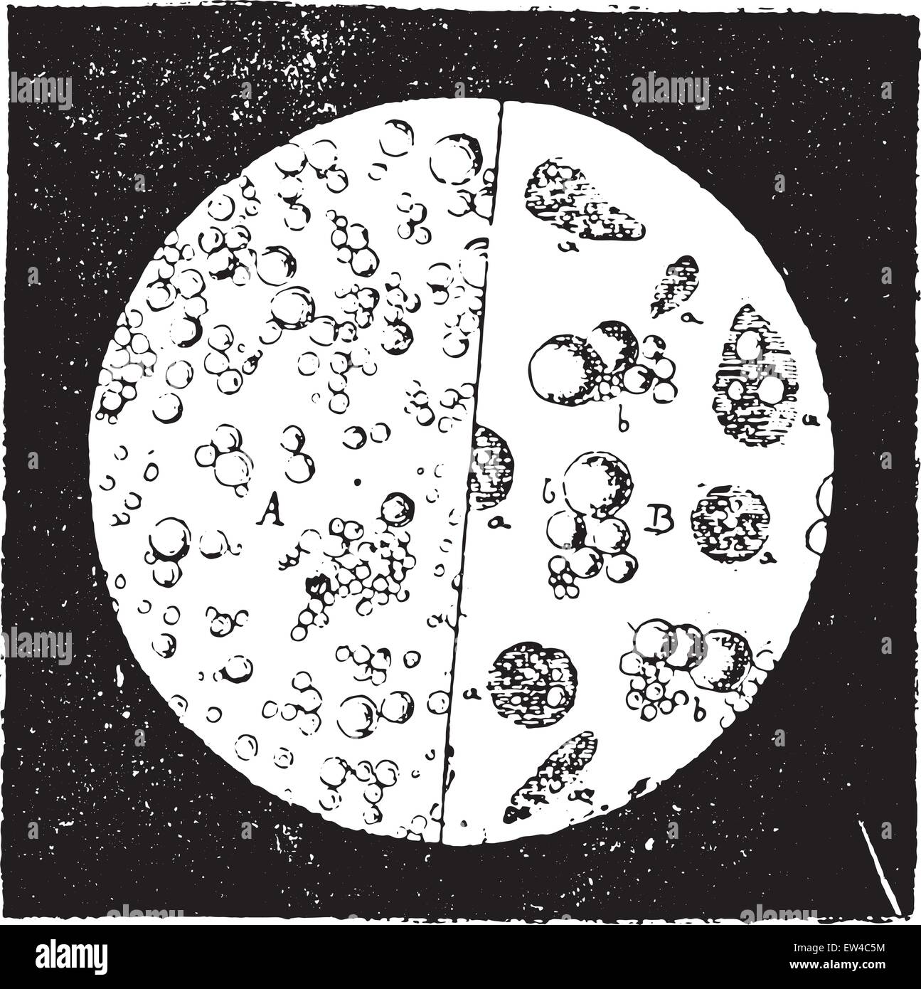 Milk seen under a microscope, vintage engraved illustration. Industrial encyclopedia E.-O. Lami - 1875. Stock Vector