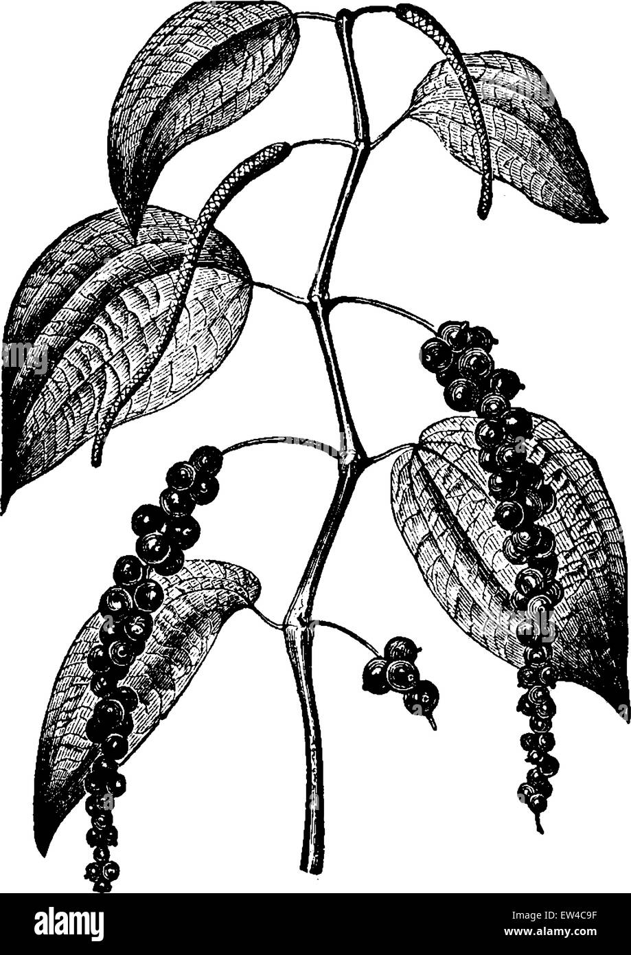 Black Pepper Plant Illustration Stock Photos & Black ... hot pepper diagram 
