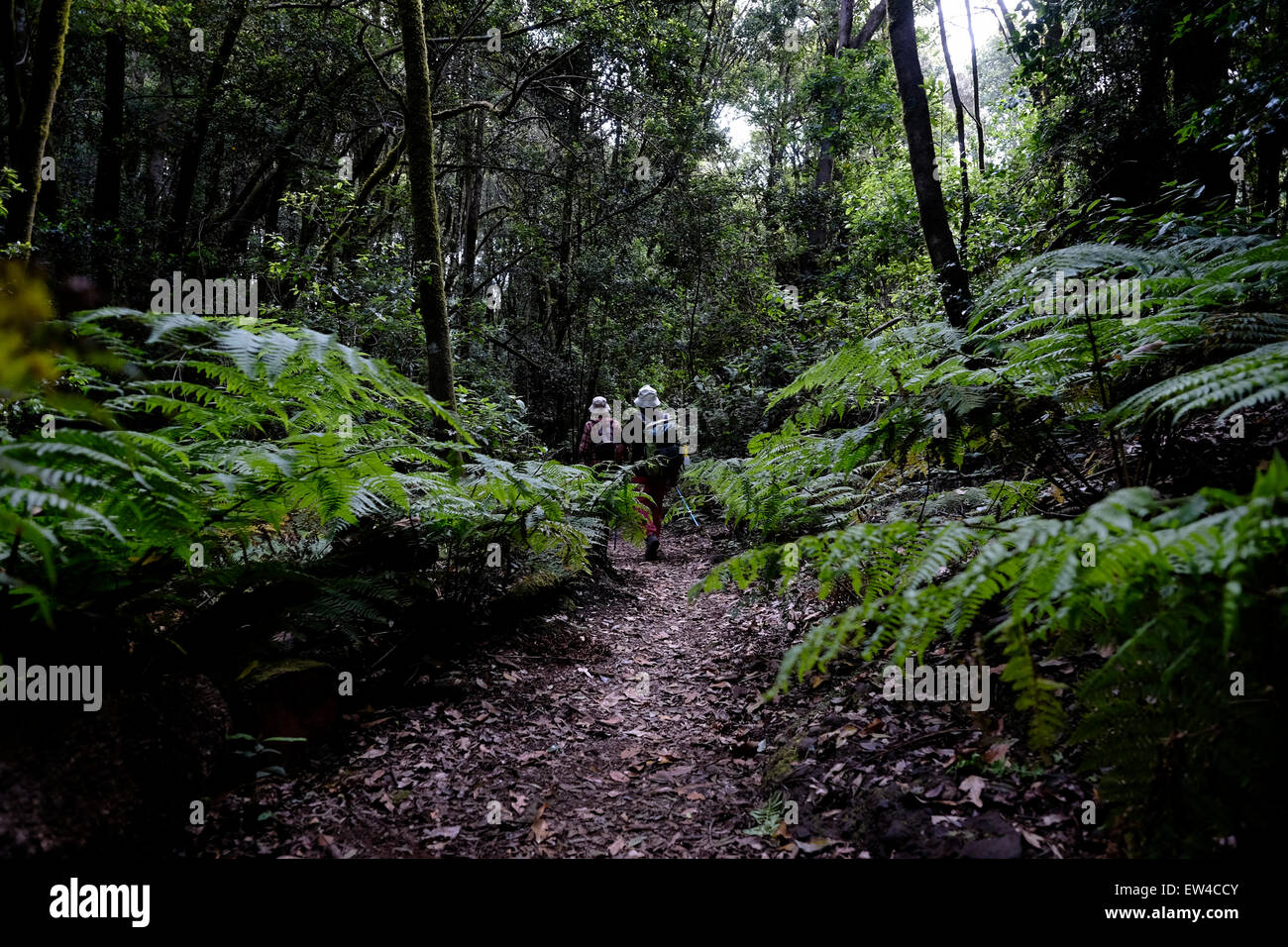 Hikers at the sub-tropical laurel greenery of El Cedro forest in the National Park of Garajonay a Unesco Heritage site in the central part of La Gomera island, one of the smaller Canary Islands an autonomous community of Spain Stock Photo