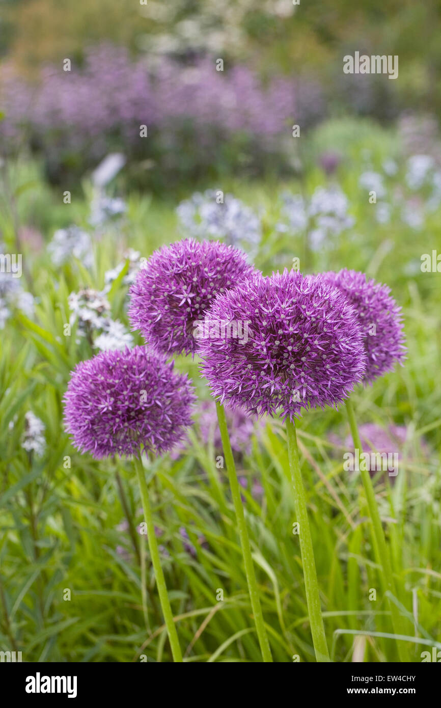 Allium 'Pinball Wizard' growing an English garden Stock Photo Alamy