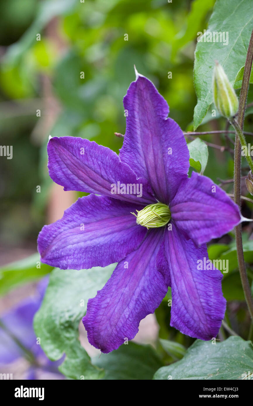Clematis 'Rhapsody' flower. Stock Photo