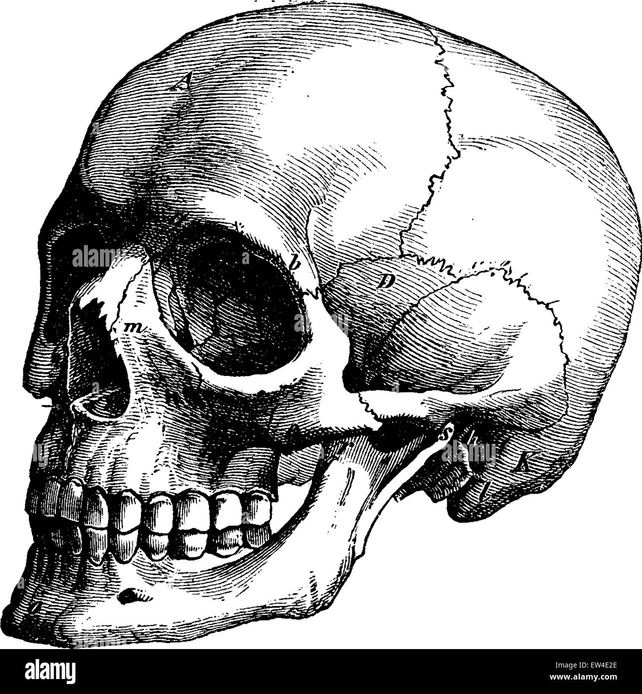 Human skull. Detailed vector etching. Engraving head of a skeleton