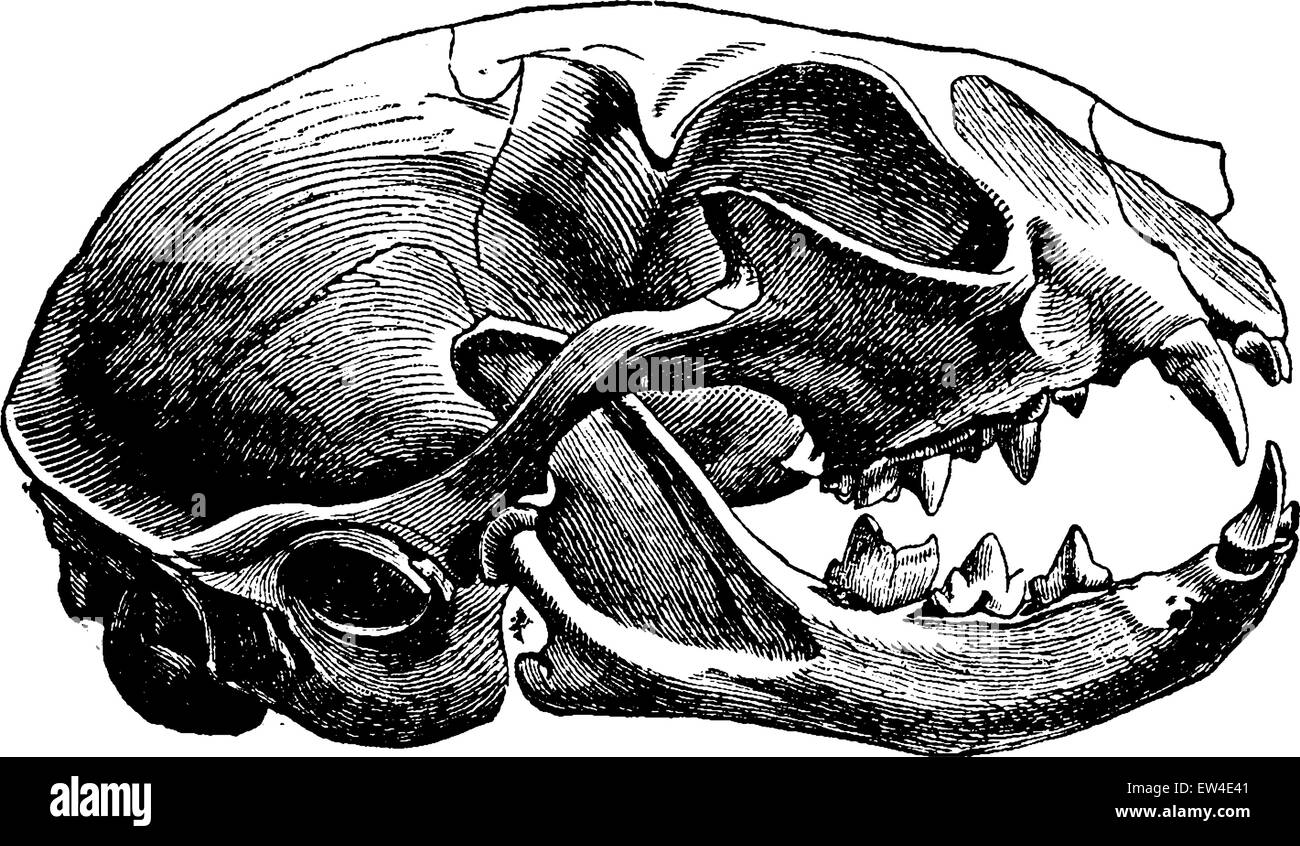 Skull of a cat, vintage engraved illustration. La Vie dans la nature, 1890. Stock Vector