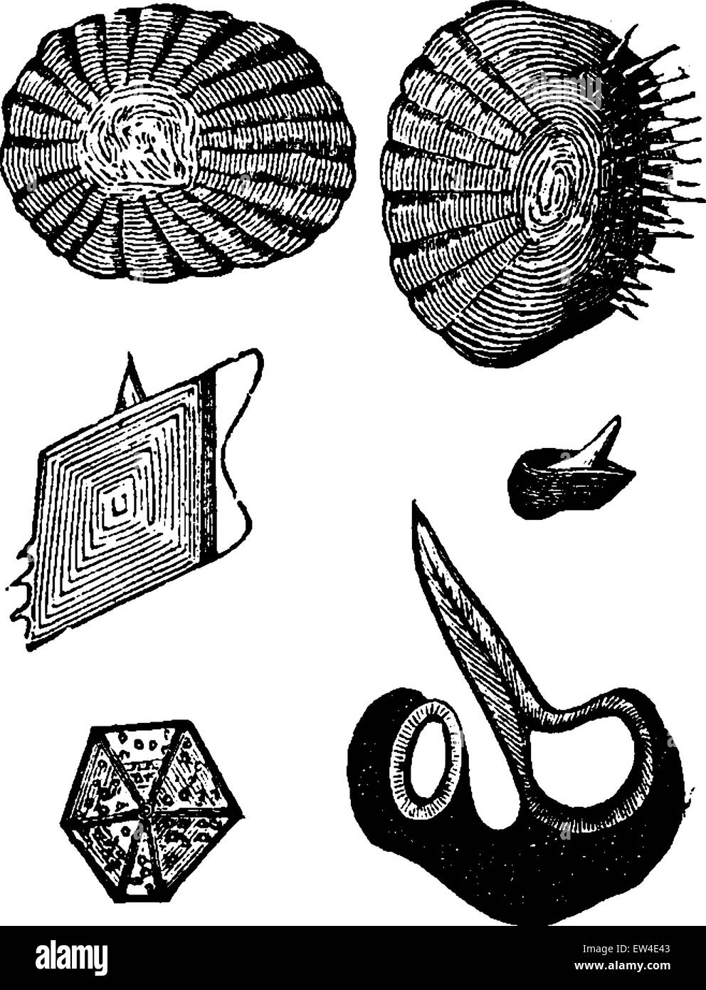 Various forms of fish scales, vintage engraved illustration. La Vie dans la nature, 1890. Stock Vector