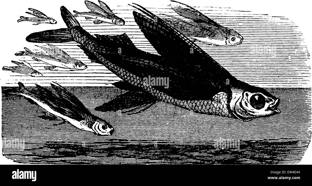 Flying fish in flight, vintage engraved illustration. La Vie dans la nature, 1890. Stock Vector