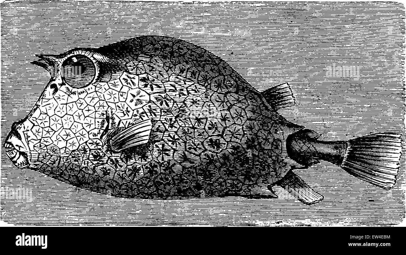 Trunkfish, vintage engraved illustration. La Vie dans la nature, 1890. Stock Vector