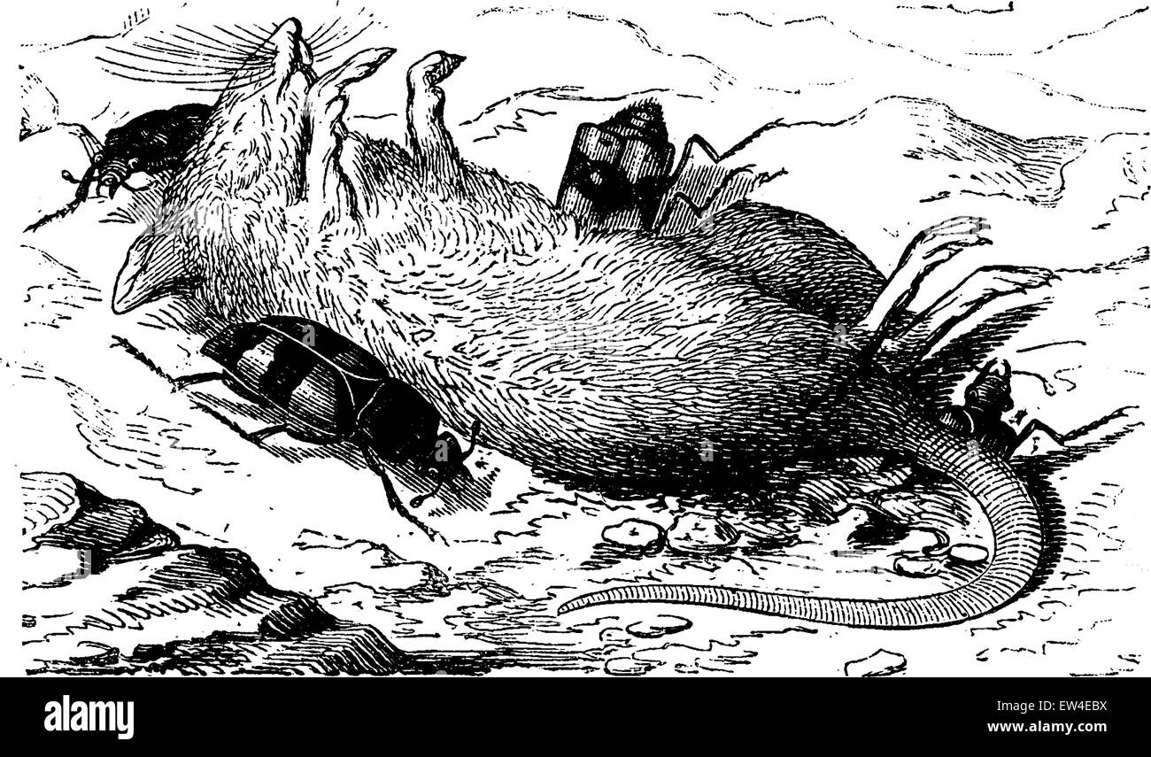 Burying beetles burying the corpse of a mouse, vintage engraved illustration. La Vie dans la nature, 1890. Stock Vector