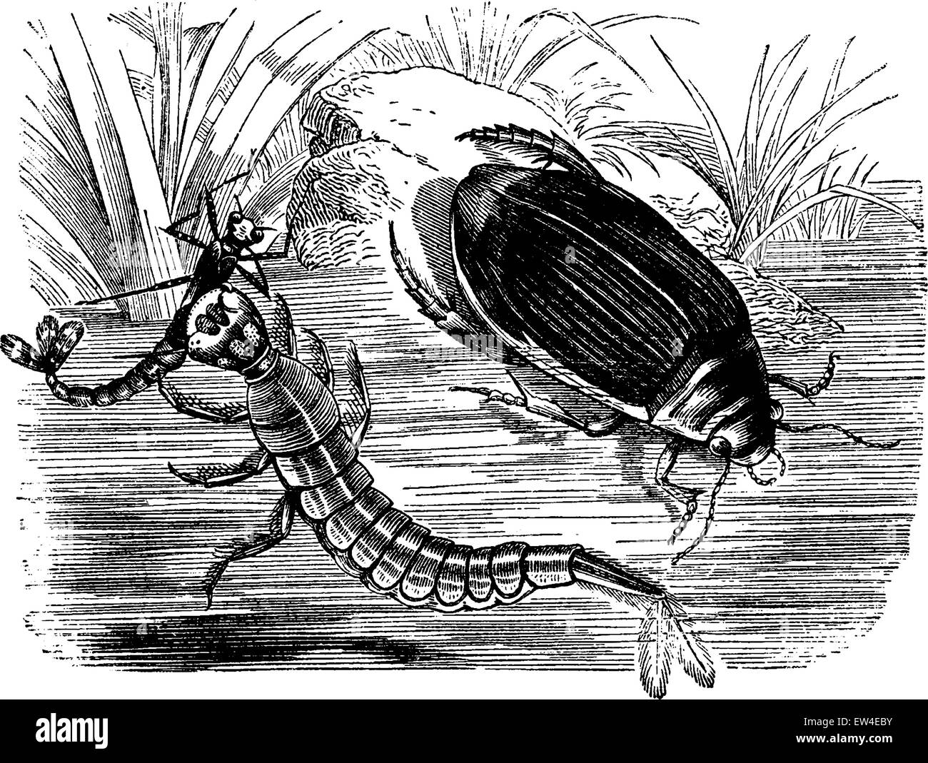 Diving beetle and larva, vintage engraved illustration. La Vie dans la nature, 1890. Stock Vector