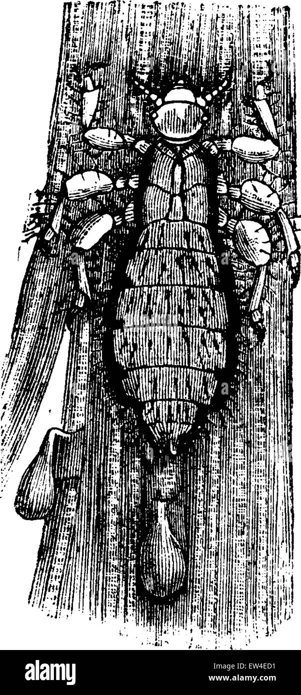 Head louse, vintage engraved illustration. La Vie dans la nature, 1890. Stock Vector