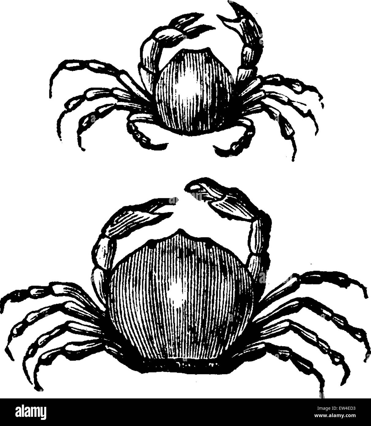 Pea crab, vintage engraved illustration. La Vie dans la nature, 1890. Stock Vector