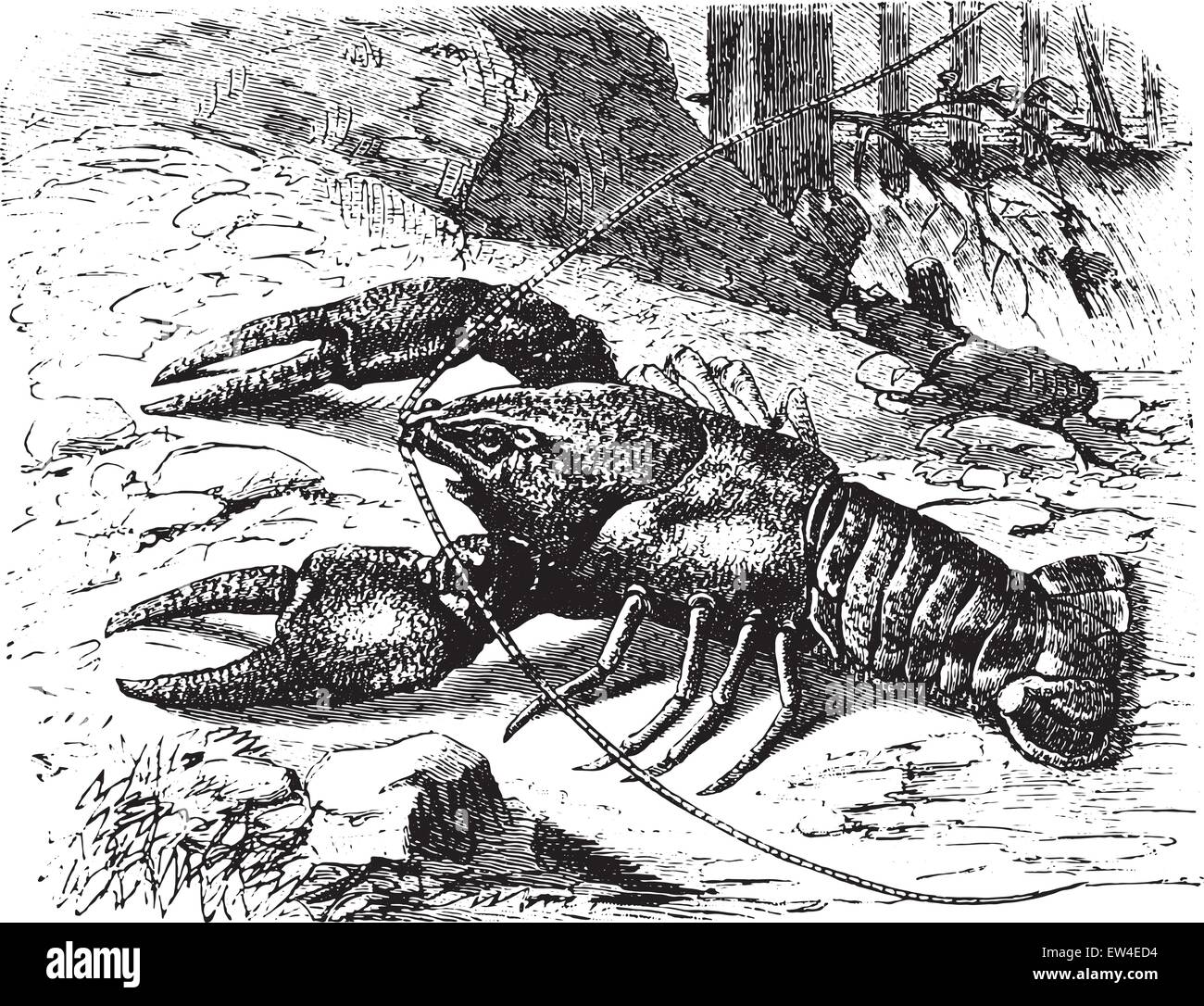 Crayfish, vintage engraved illustration. La Vie dans la nature, 1890. Stock Vector