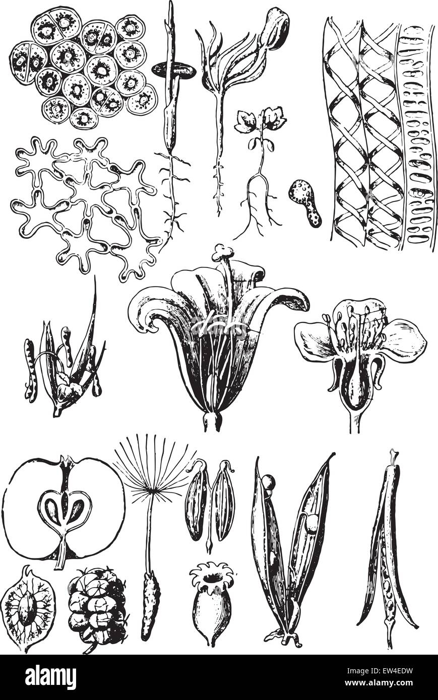 Plant organs, vintage engraved illustration. La Vie dans la nature, 1890. Stock Vector