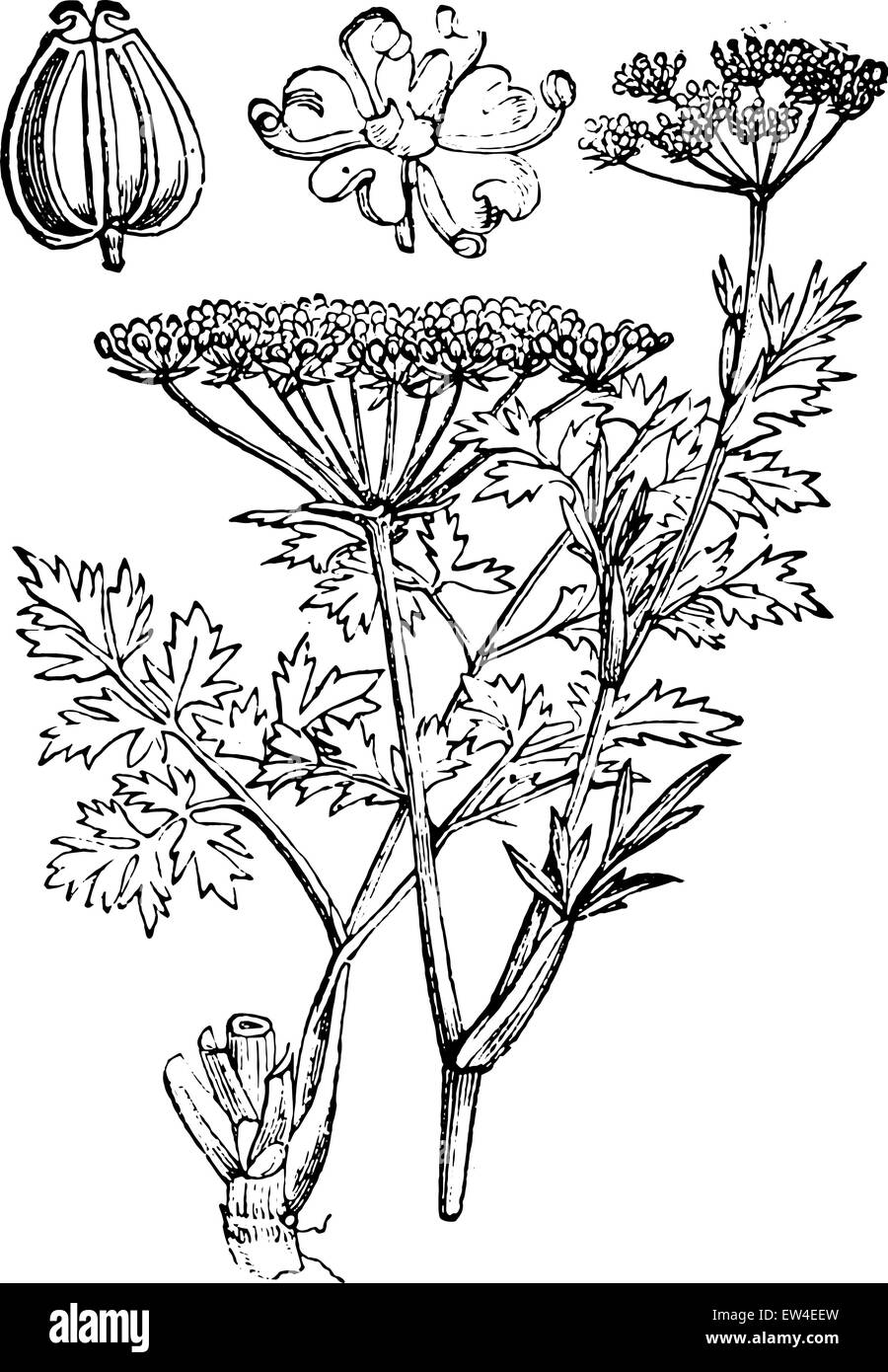 Parsley or garden parsley, vintage engraved illustration. La Vie dans la nature, 1890. Stock Vector
