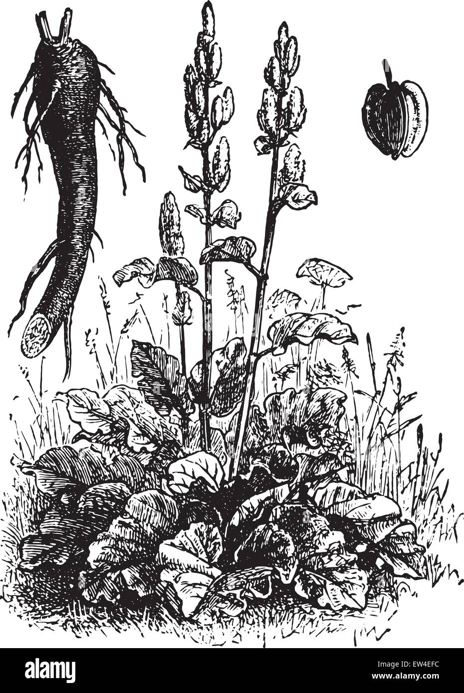 Rhubarb, vintage engraved illustration. La Vie dans la nature, 1890. Stock Vector