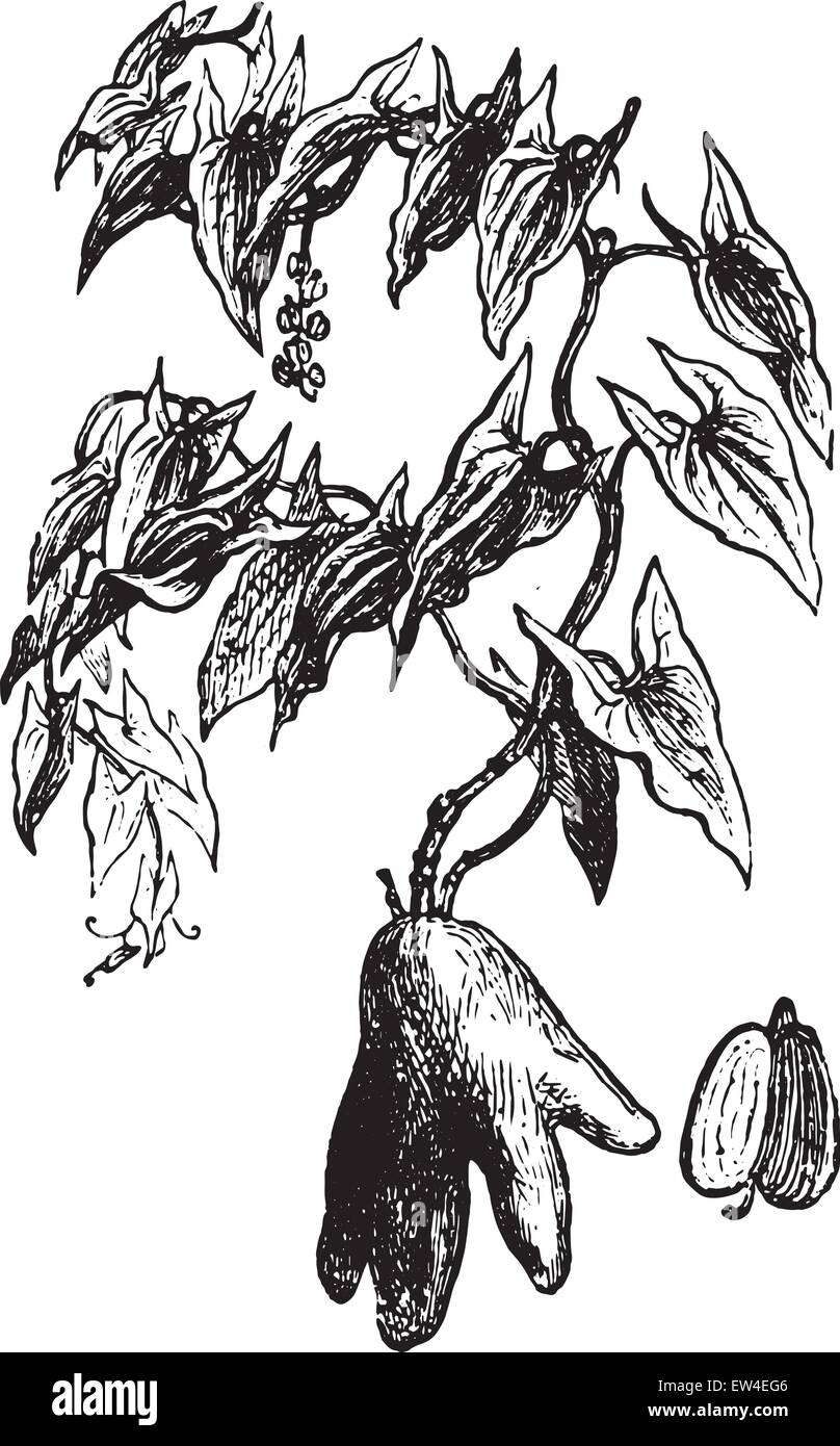 Dioscorea winged, vintage engraved illustration. La Vie dans la nature, 1890. Stock Vector