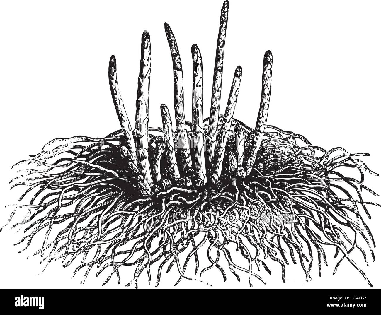 Garden asparagus asparagus officinalis Stock Vector Images Alamy