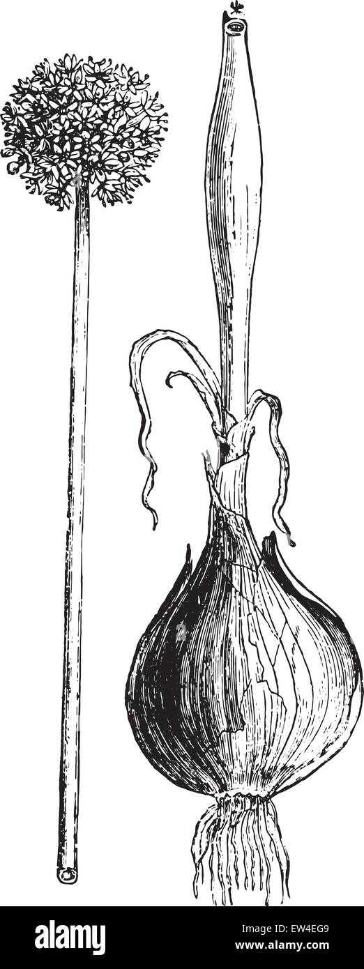 Onion, vintage engraved illustration. La Vie dans la nature, 1890. Stock Vector