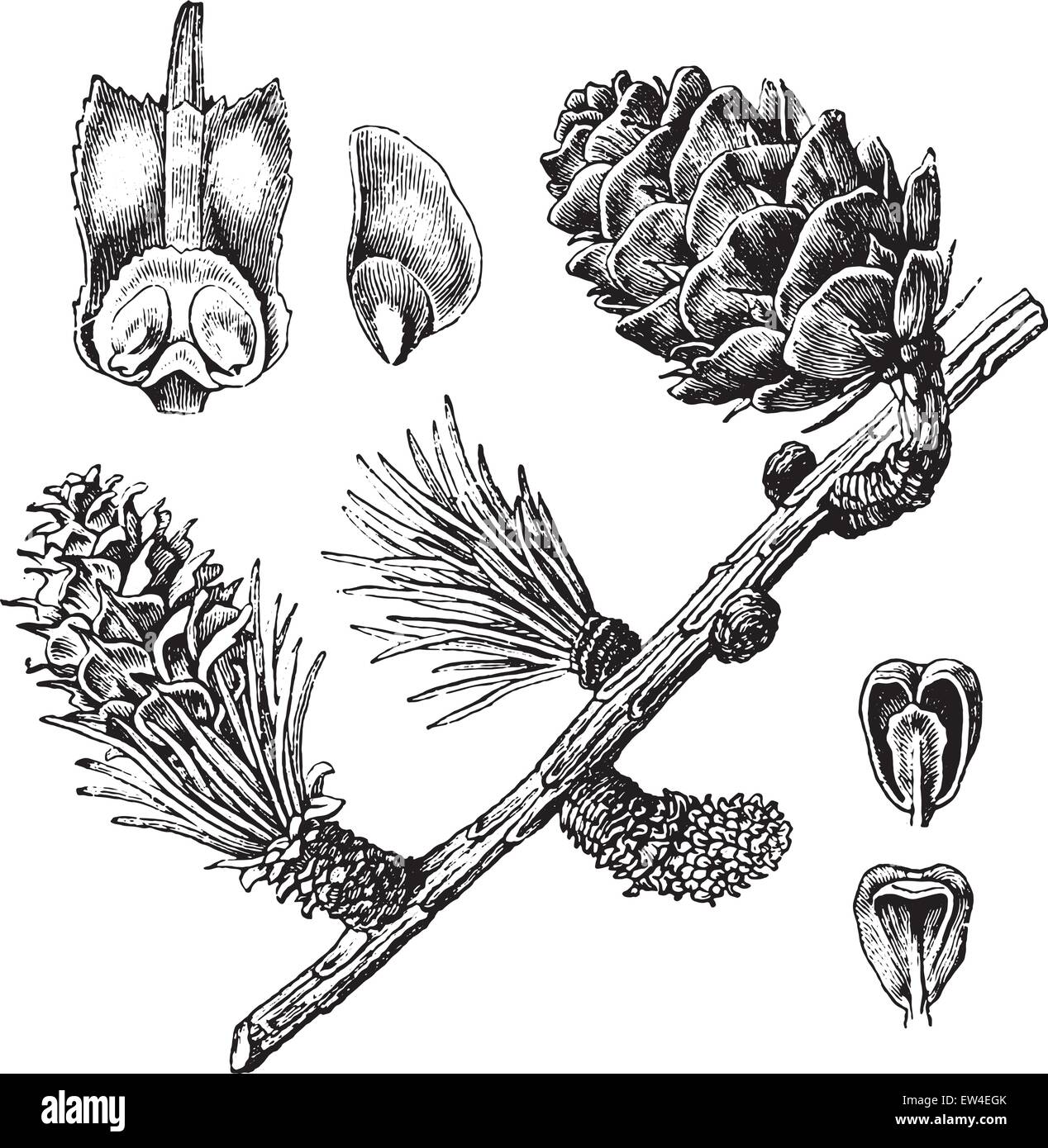 Larch, vintage engraved illustration. La Vie dans la nature, 1890. Stock Vector