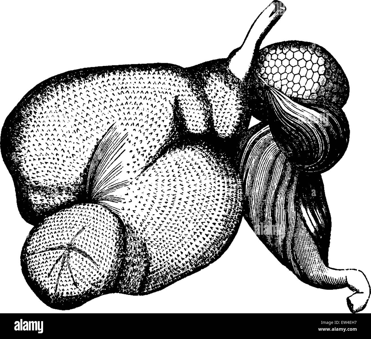 Ruminant stomach, vintage engraved illustration. La Vie dans la nature, 1890. Stock Vector