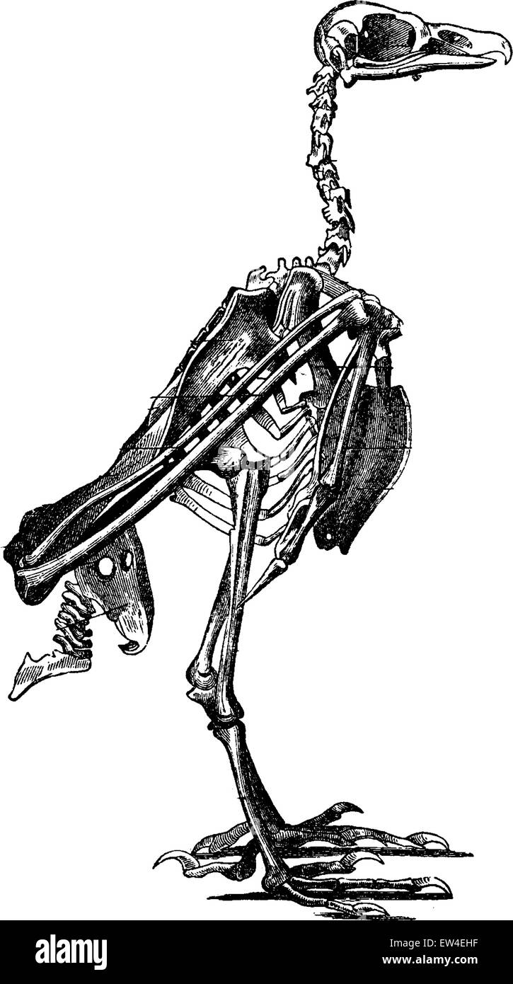 Skeleton of a bird, vintage engraved illustration. La Vie dans la nature, 1890. Stock Vector
