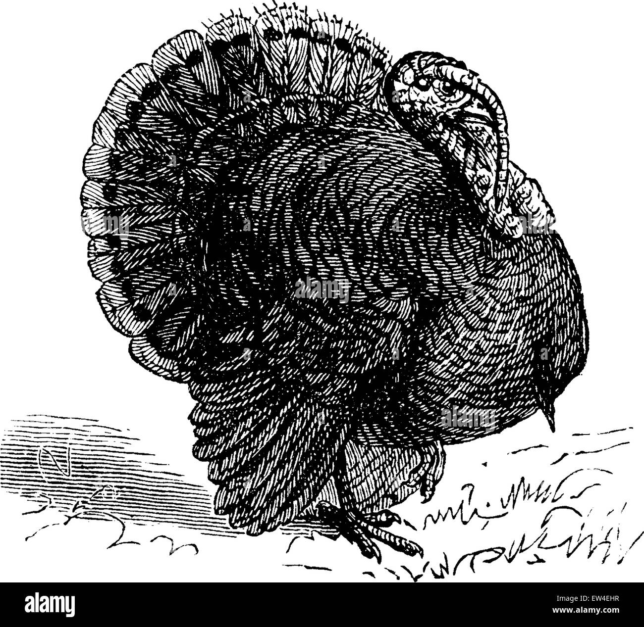 Turkey, vintage engraved illustration. La Vie dans la nature, 1890. Stock Vector