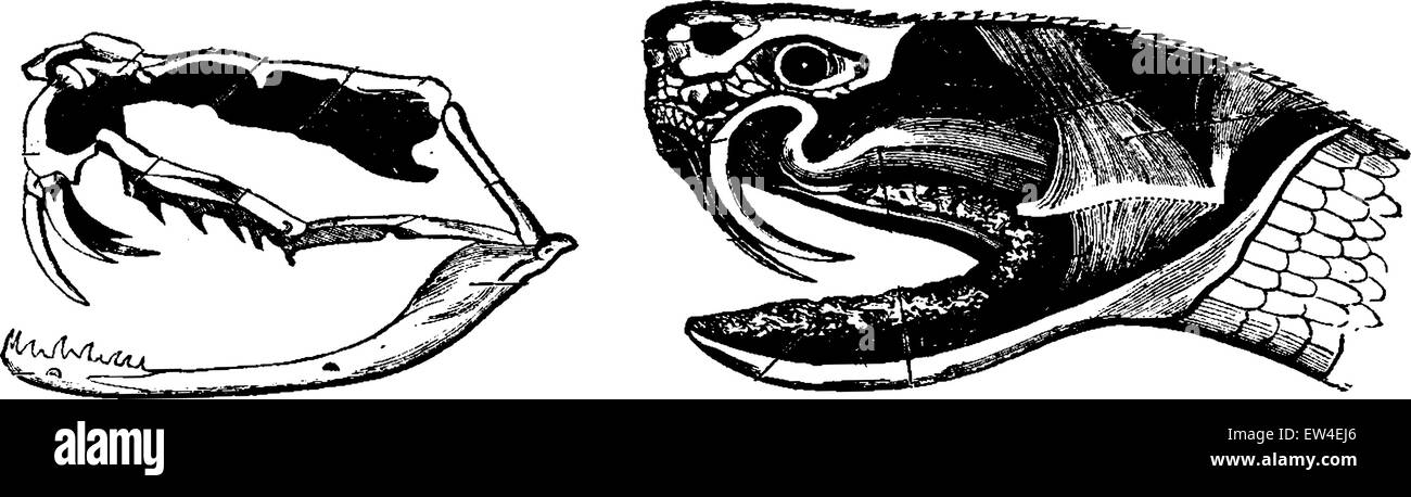 A. Skeleton of the head of a poisonous snake, B. Head of a venomous snake, vintage engraved illustration. From La Vie dans la nature, 1890. Stock Vector