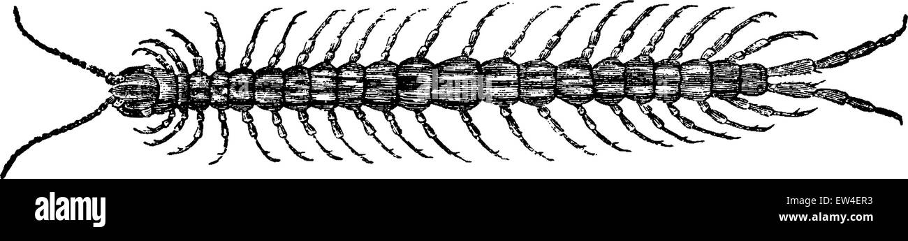Centipede, vintage engraved illustration. Natural History of Animals, 1880. Stock Vector