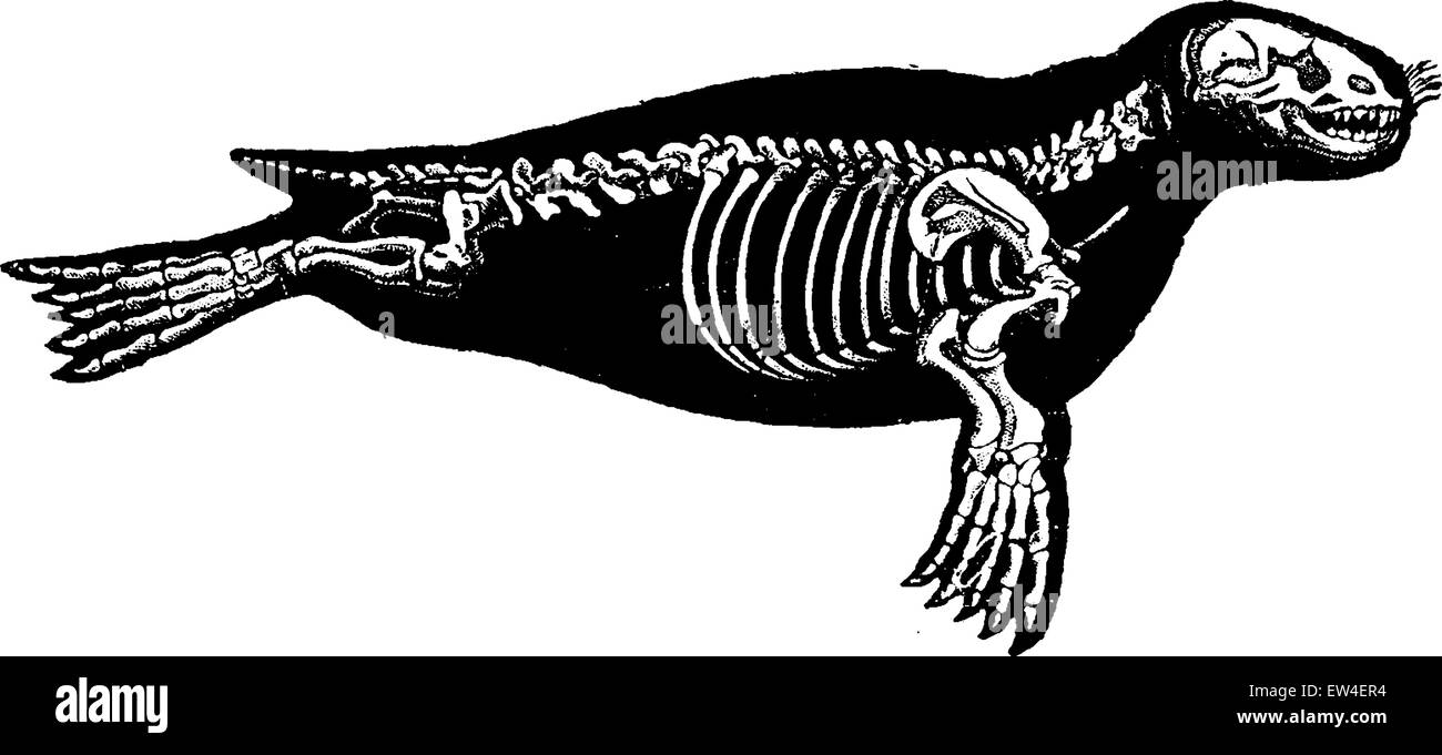 Seal skeleton, vintage engraved illustration. Natural History of