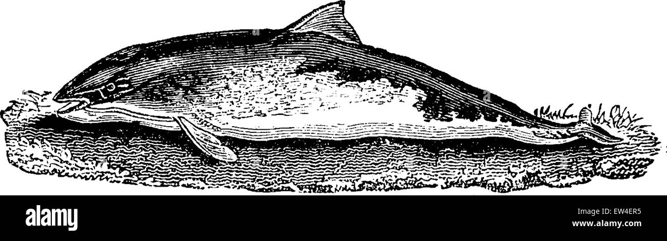 Porpoise, vintage engraved illustration. Natural History of Animals, 1880. Stock Vector