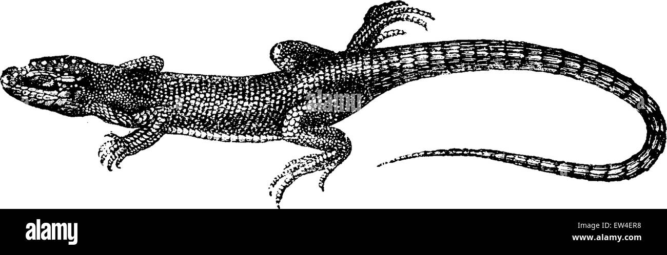 Dotted green lizard, vintage engraved illustration. Natural History of Animals, 1880. Stock Vector
