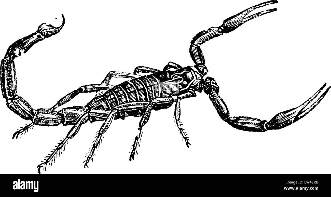 Scorpion, vintage engraved illustration. Natural History of Animals, 1880. Stock Vector