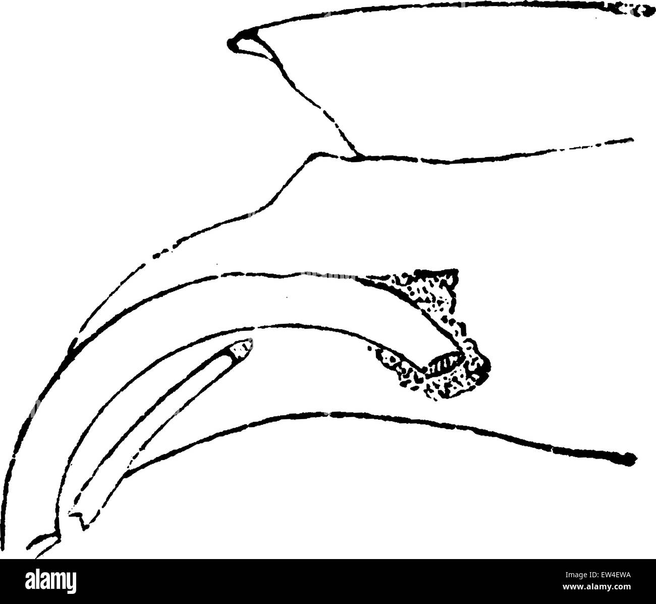 Hare upper incisors, vintage engraved illustration. Natural History of Animals, 1880. Stock Vector