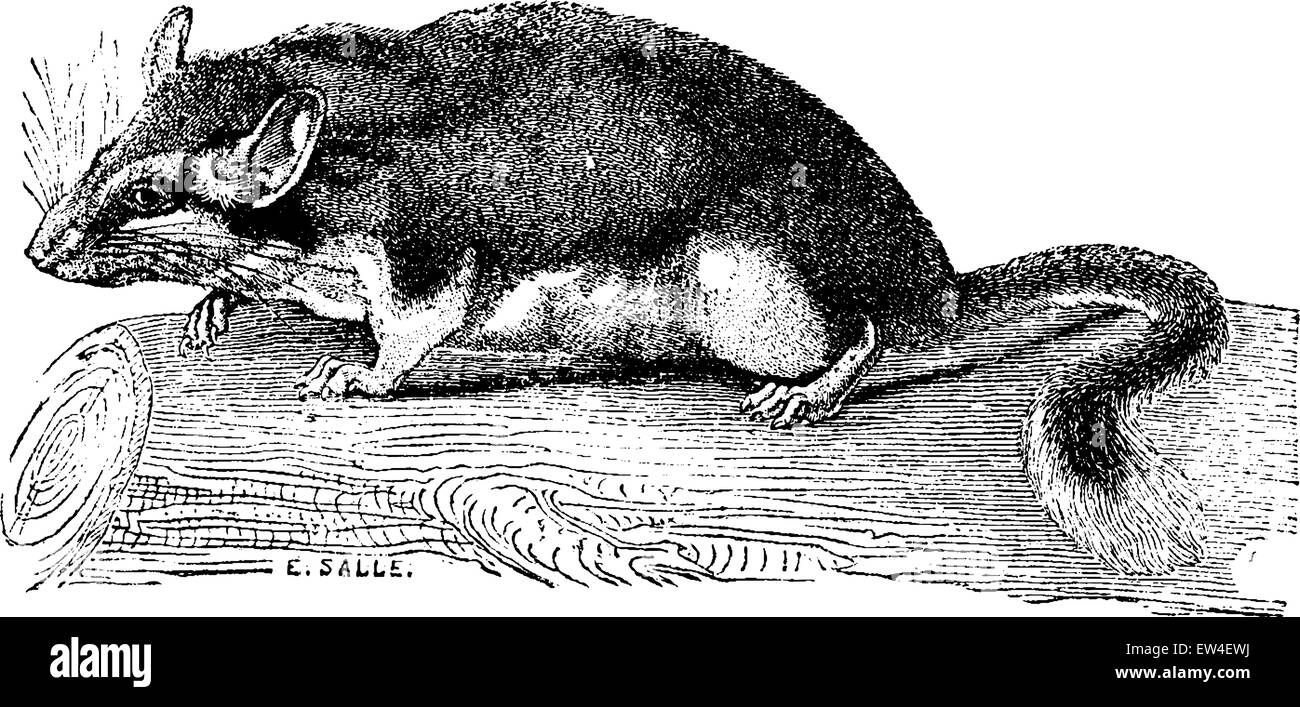 Dormouse, vintage engraved illustration. Natural History of Animals, 1880. Stock Vector