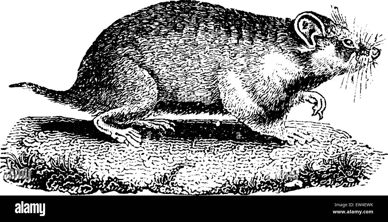Hamster, vintage engraved illustration. Natural History of Animals, 1880. Stock Vector