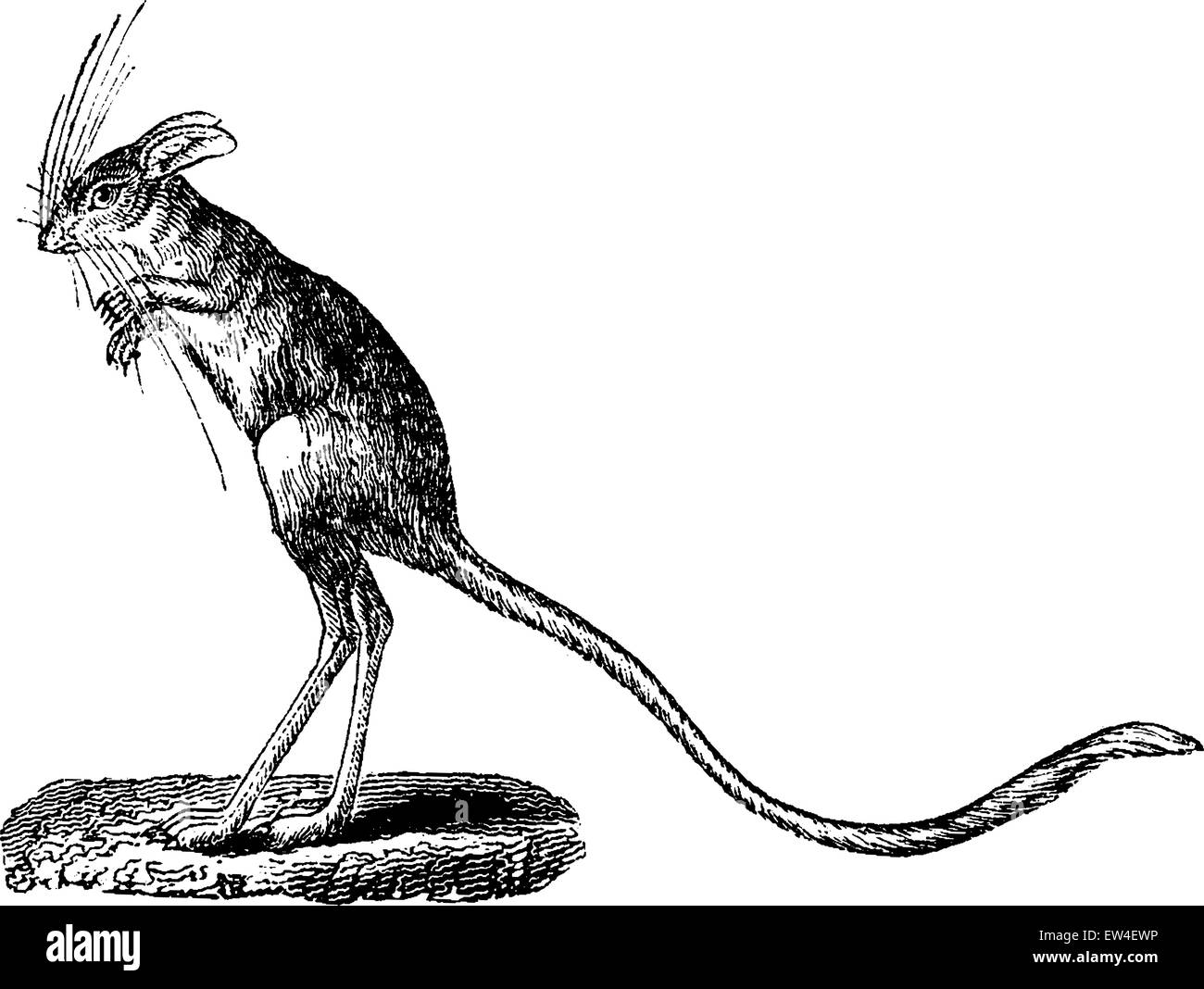 Jerboa, vintage engraved illustration. Natural History of Animals, 1880. Stock Vector