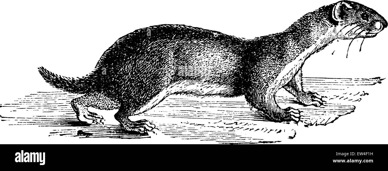 Weasel, vintage engraved illustration. Natural History of Animals, 1880. Stock Vector