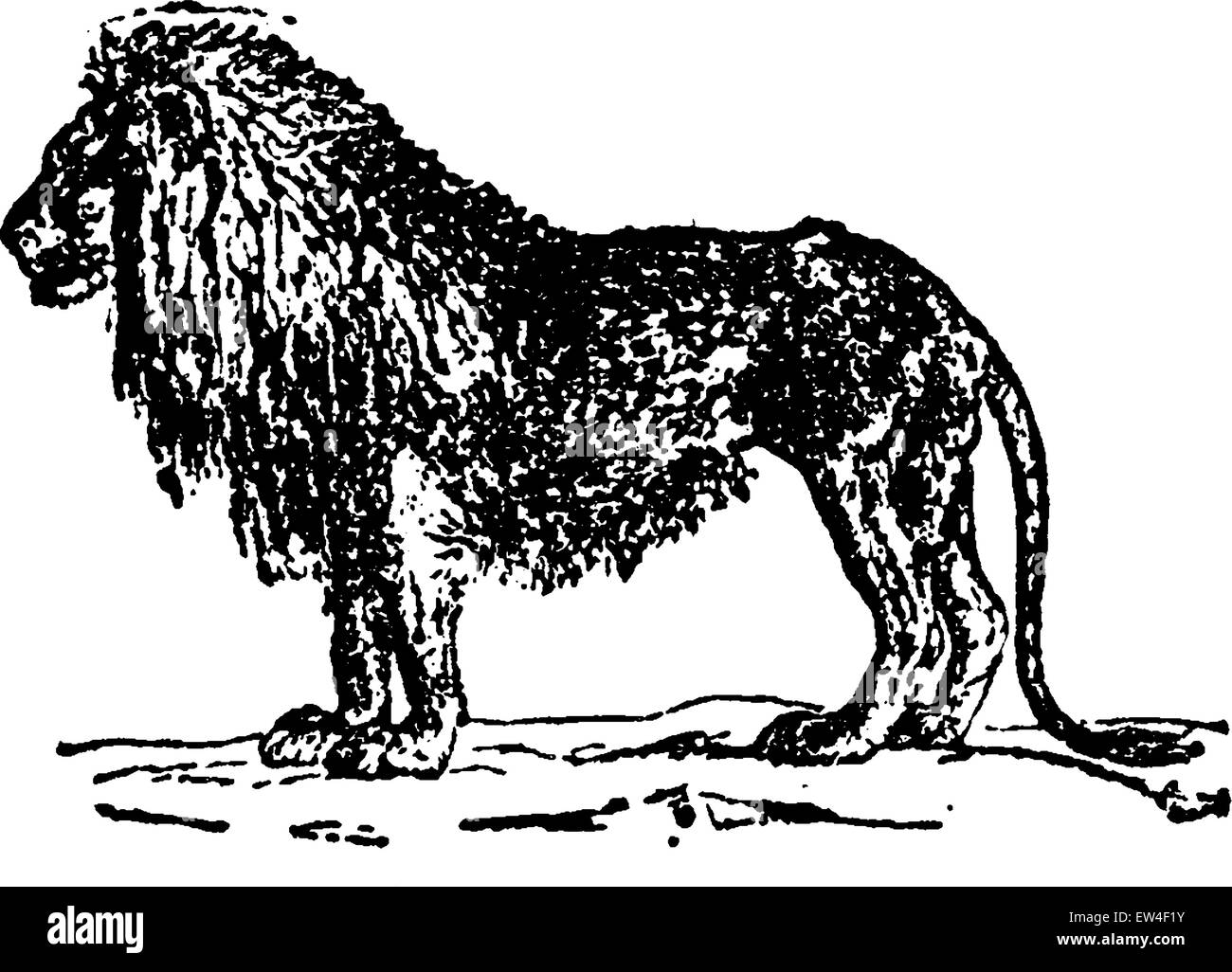 Lion, vintage engraved illustration. Natural History of Animals, 1880. Stock Vector