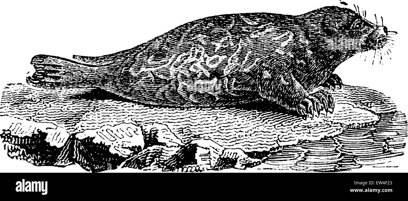 Seal, vintage engraved illustration. Natural History of Animals, 1880. Stock Vector