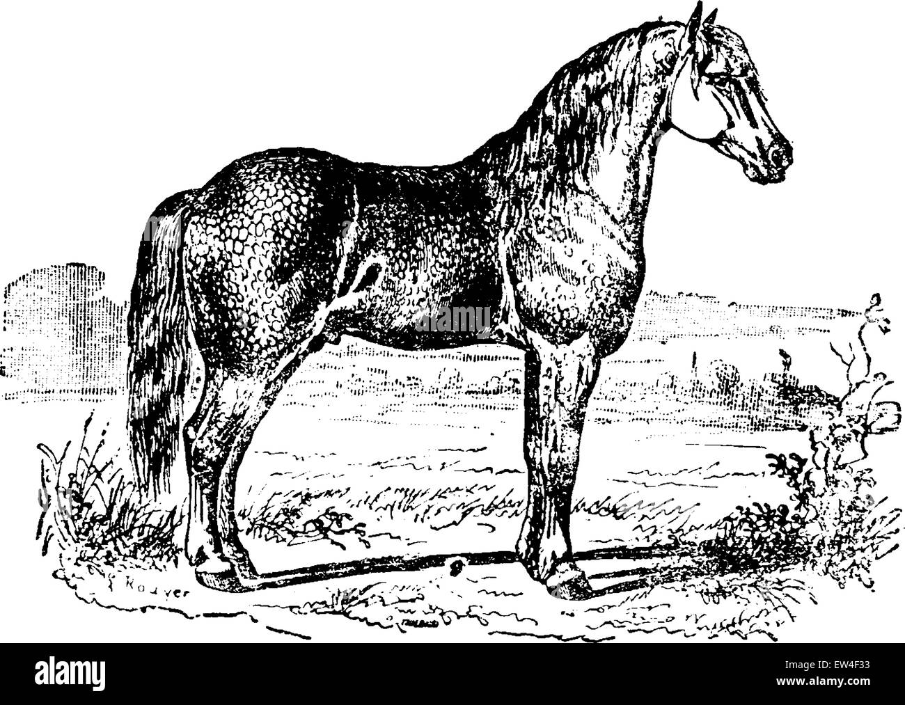 Horse, vintage engraved illustration. Natural History of Animals, 1880. Stock Vector