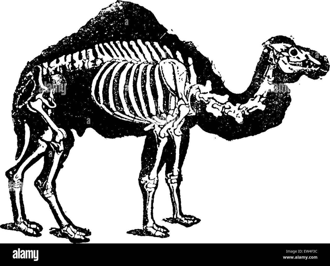Dromedary camel skeleton with profile of the body, vintage engraved illustration. Natural History of Animals, 1880. Stock Vector