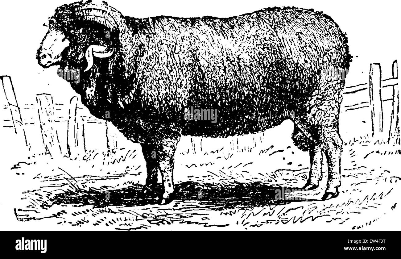 Merino sheep, vintage engraved illustration. Natural History of