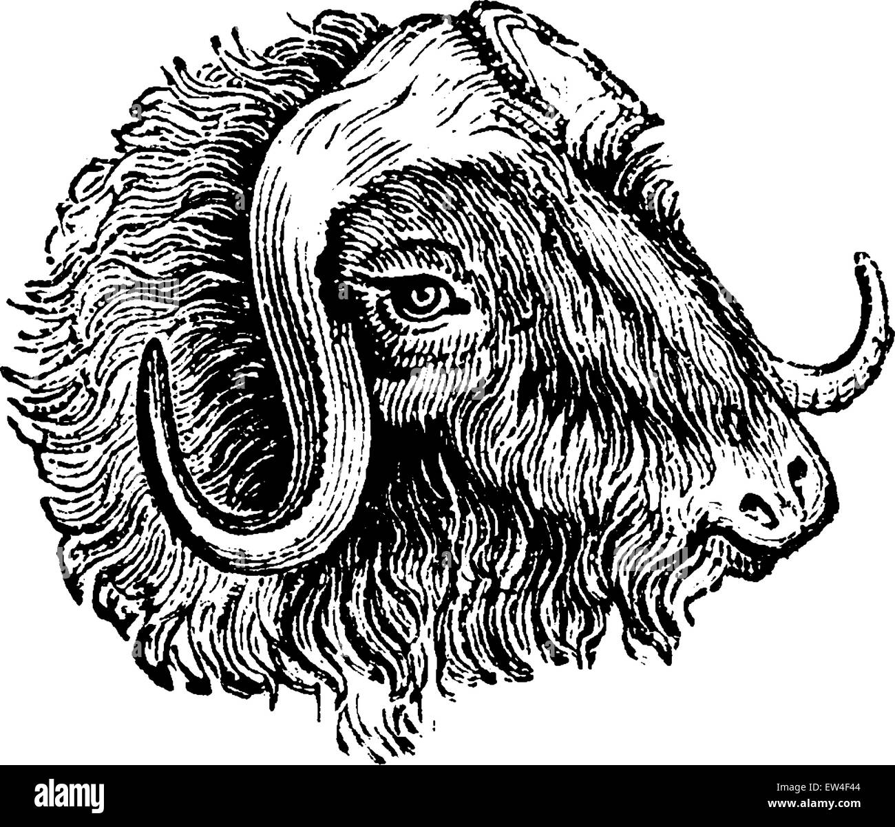 Muskox, vintage engraved illustration. Natural History of Animals, 1880. Stock Vector