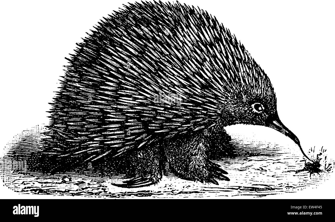 Echidna or spiny anteaters, vintage engraved illustration. Natural History of Animals, 1880. Stock Vector