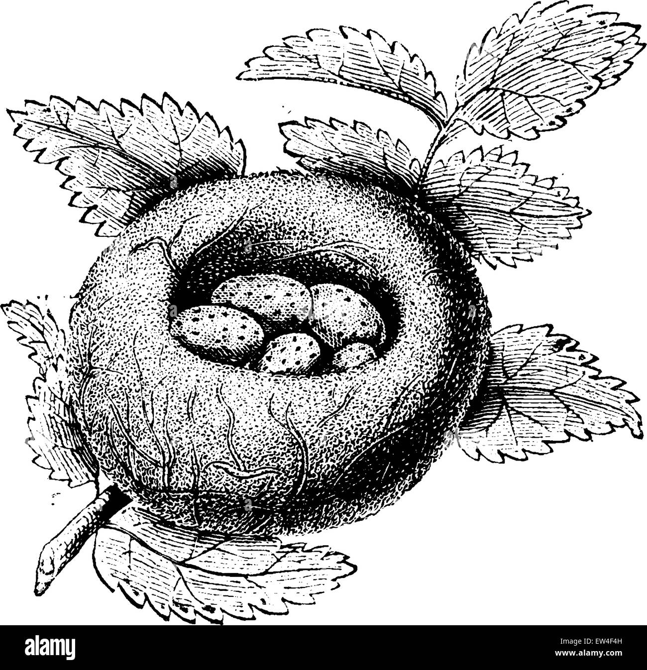 Goldfinch nest, vintage engraved illustration. Natural History of Animals, 1880. Stock Vector