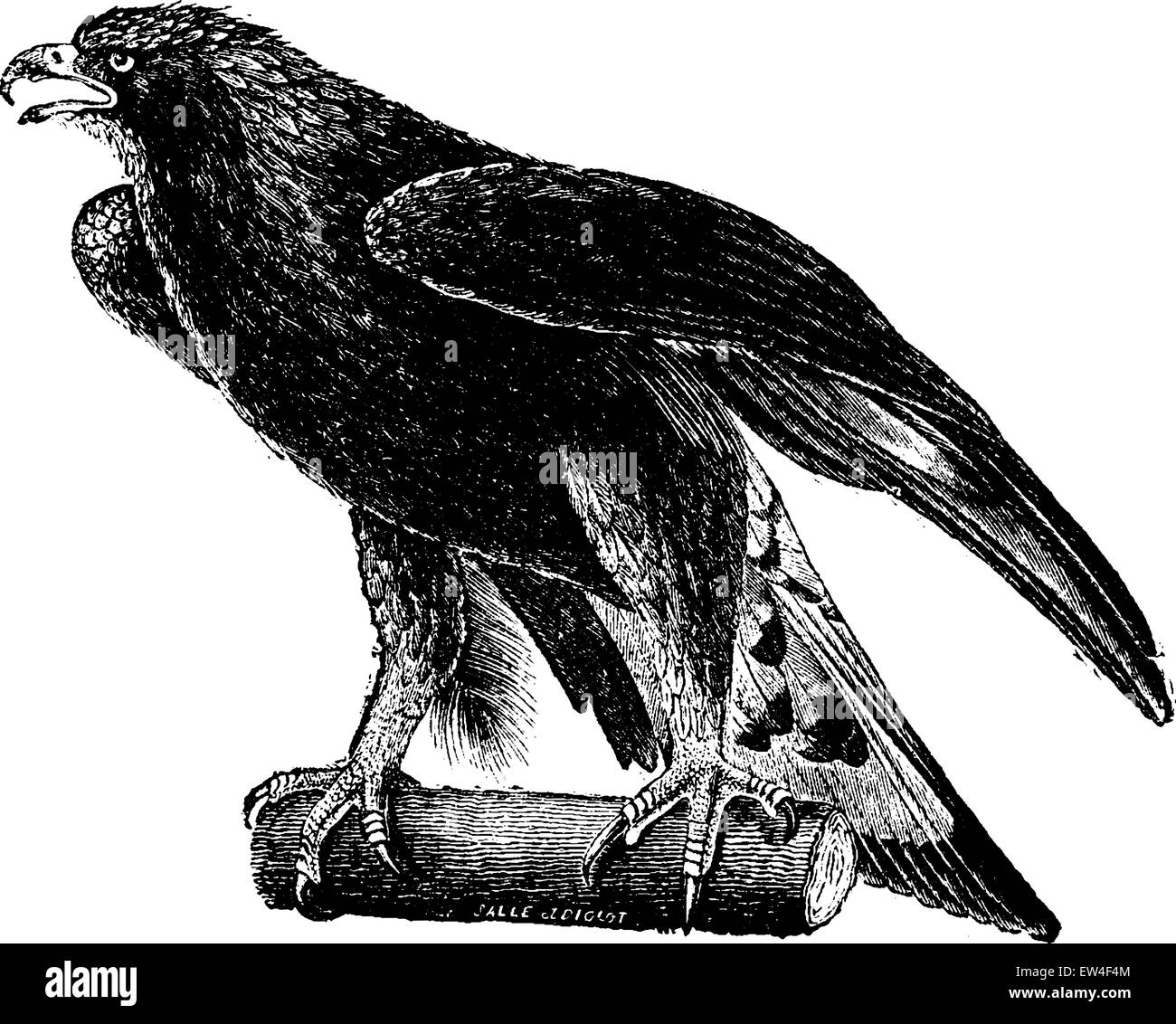 Golden eagle, vintage engraved illustration. Natural History of Animals, 1880. Stock Vector