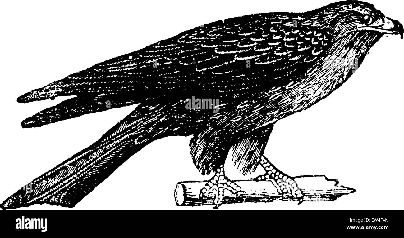 Common kite, vintage engraved illustration. Natural History of Animals, 1880. Stock Vector