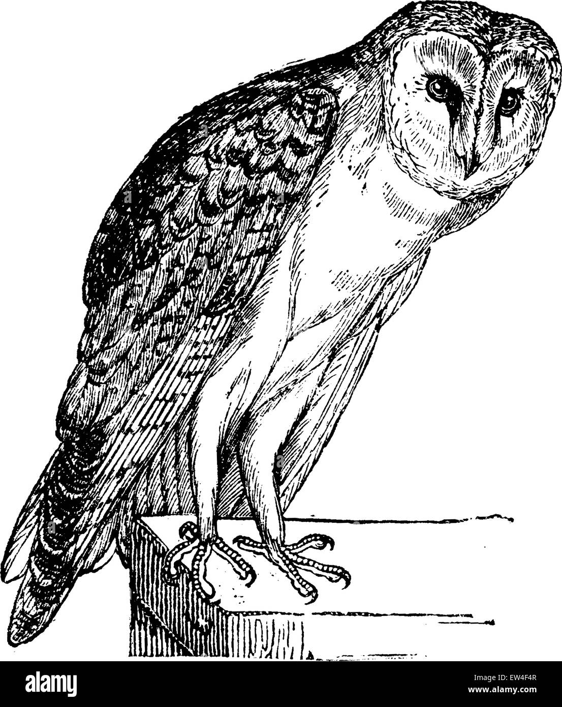 Owl, vintage engraved illustration. Natural History of Animals, 1880. Stock Vector