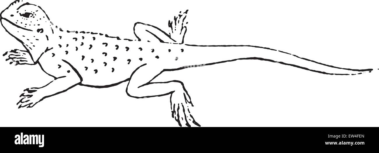 simple lizard diagram